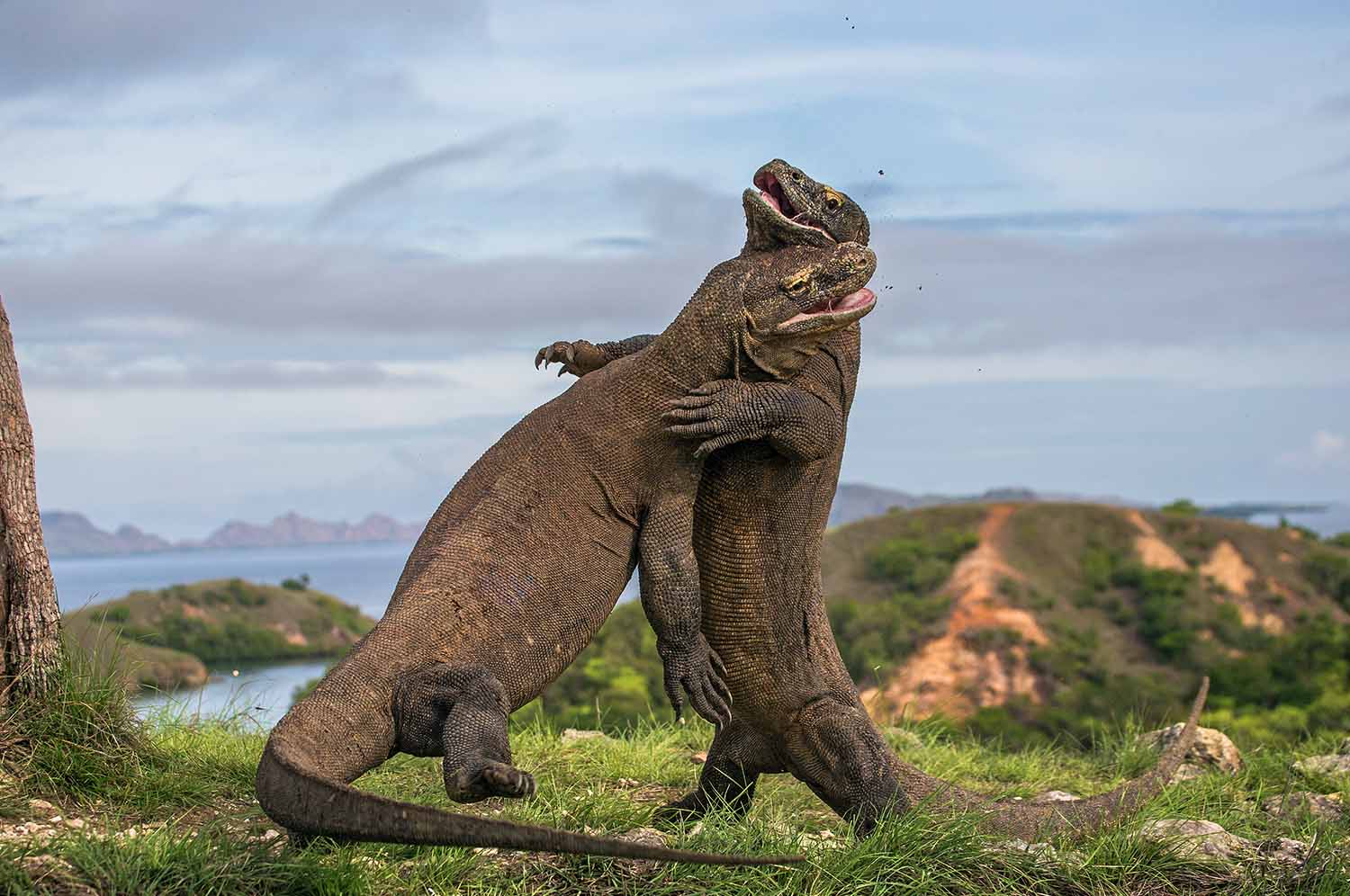 The Komodo dragons | viviTravels